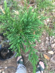 Juniperus bermudiana