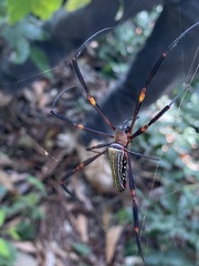 Nephila constricta