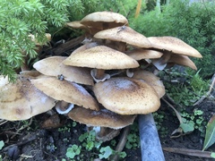 Armillaria mellea