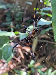 Nephila constricta