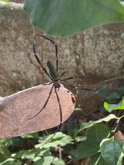 Nephila constricta