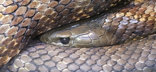 Tiger Snake sighting