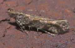 Aristotelia rubidella