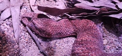 Southern Death Adder sighting