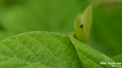 Haemaphysalis longicornis