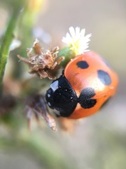 Coccinella septempunctata