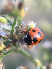 Coccinella septempunctata