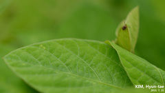 Haemaphysalis longicornis