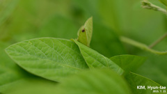 Haemaphysalis longicornis