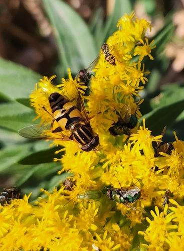 Unknown species found near North Liberty, IA 52317, USA