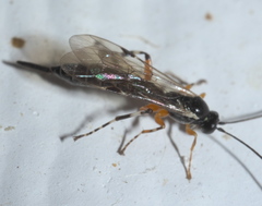 Itoplectis conquisitor