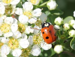 Cryptocephalus cordiger