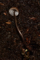 Mycena nebula