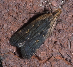Dichomeris costarufoella