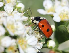 Cryptocephalus cordiger