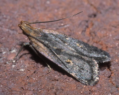 Dichomeris costarufoella
