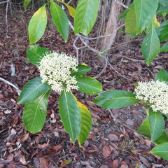 Tarenna dallachiana