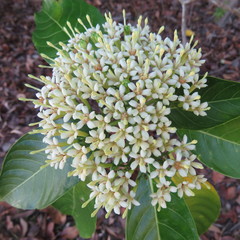 Tarenna dallachiana