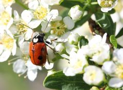 Cryptocephalus cordiger