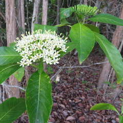 Tarenna dallachiana