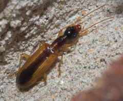 Leptotrachelus dorsalis