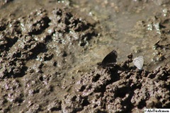 Erynnis tristis tatius