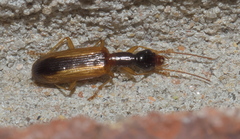 Leptotrachelus dorsalis