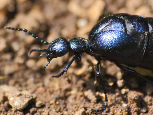 Violet Oil Beetle