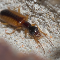 Leptotrachelus dorsalis