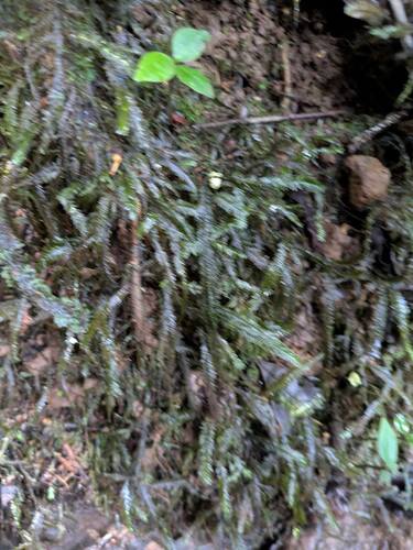 Baldwiniella kealeensis observed 2025-10-02
