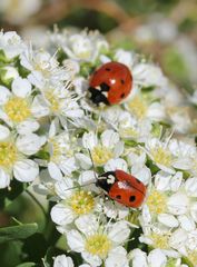 Cryptocephalus cordiger