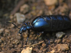 Meloe violaceus