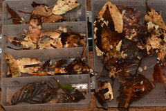 Mycena guzmanii