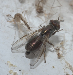 Senopterina foxleei