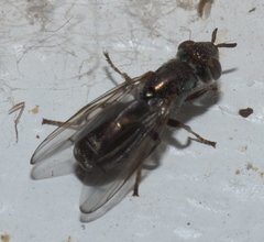 Senopterina foxleei