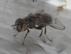 Senopterina foxleei