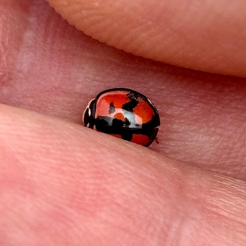 Photo of Six-spotted Zigzag Ladybird (Cheilomenes sexmaculata)