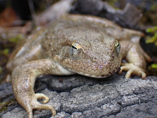 Foothill Yellow-legged Frog, Mendocino County, US-CA, US, photo 9 of 10
