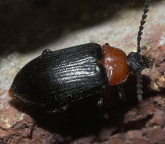 Chromatia amoena