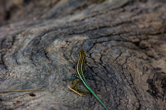 Anatololacerta pelasgiana