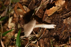 Amanita arocheae