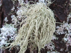 Usnea mutabilis