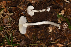 Amanita arocheae