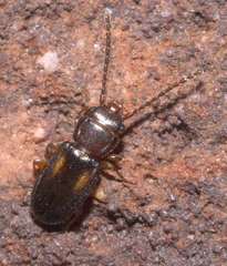 Laemophloeus fervidus
