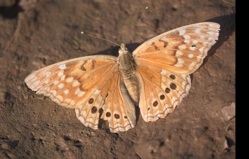 Tawny Emperor