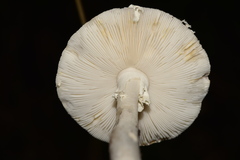Amanita arocheae