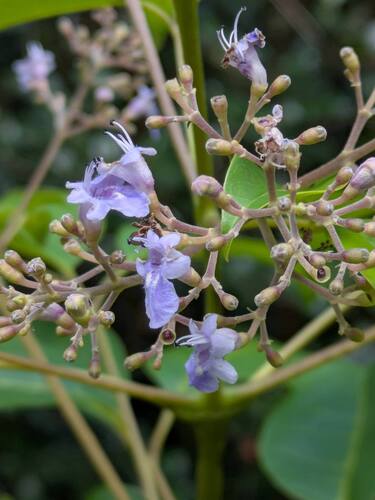 Vitex parviflora