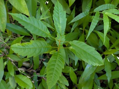 Smallflower chastetree (Vitex parviflora)