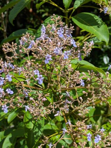 Vitex parviflora