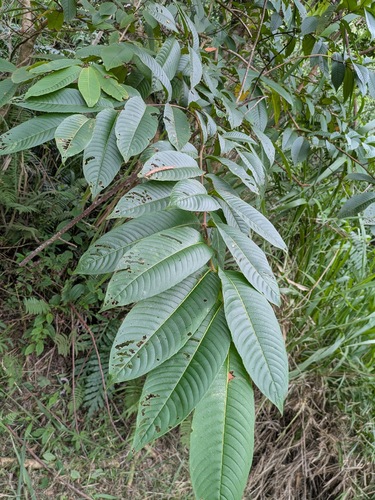 Terminalia myriocarpa observed 2025-10-02